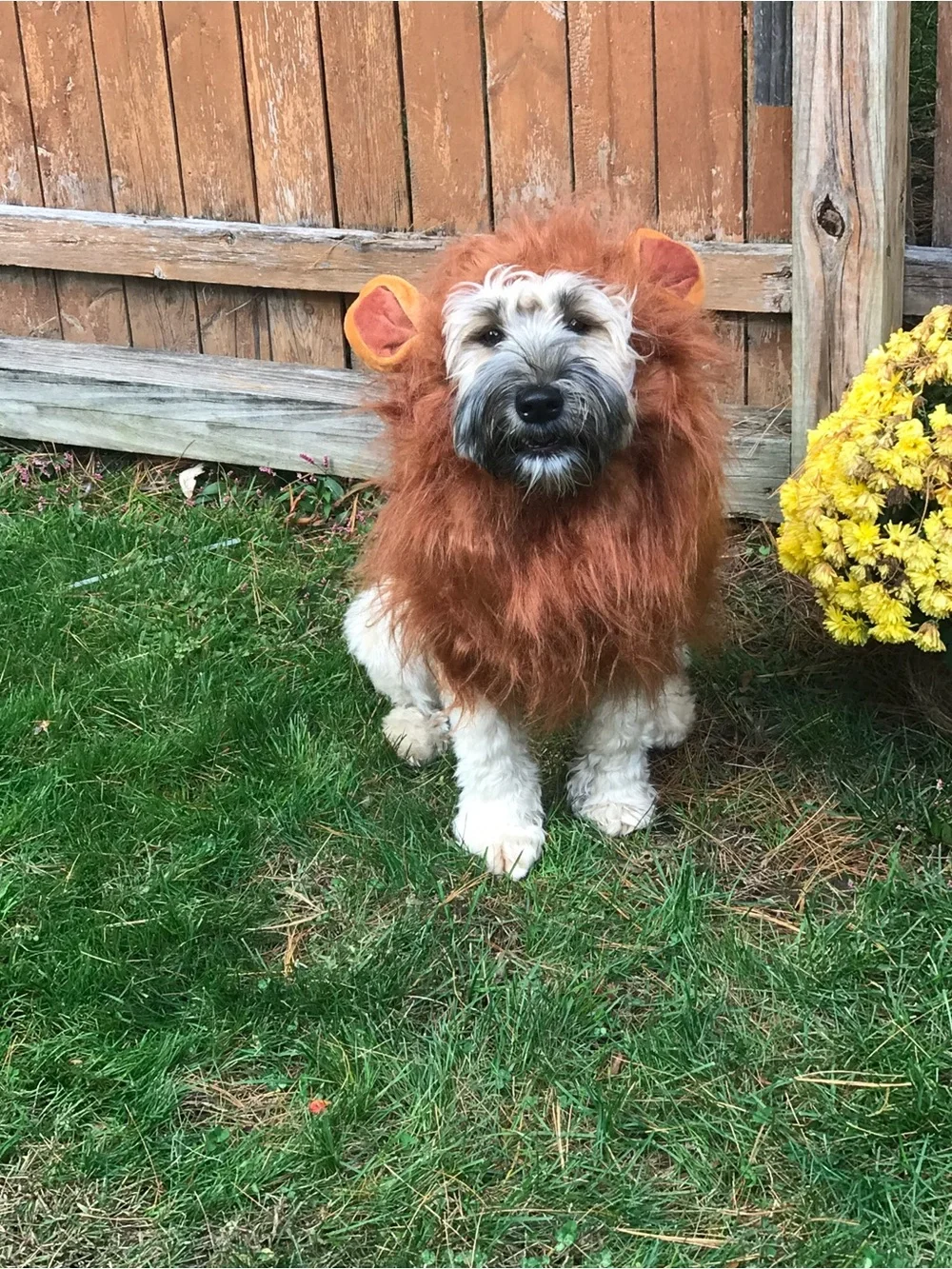 Lion dog costume